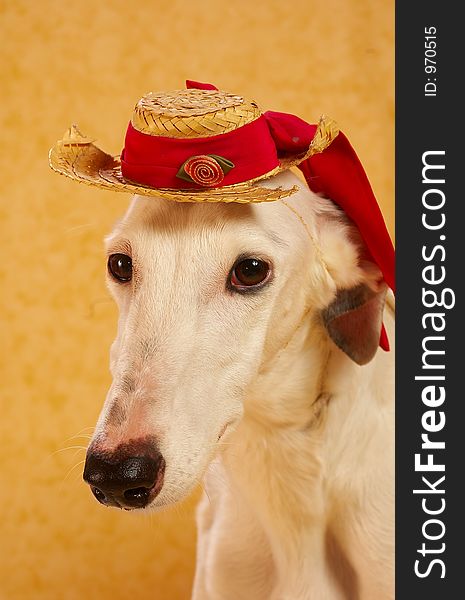 Elegant dog in hat