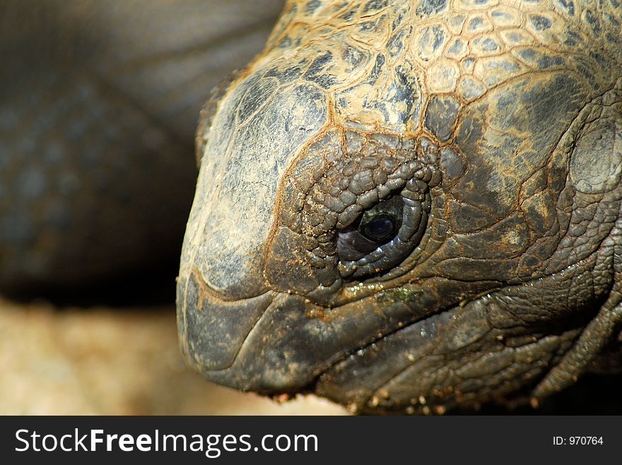 Closeup of a Giant Tortoise