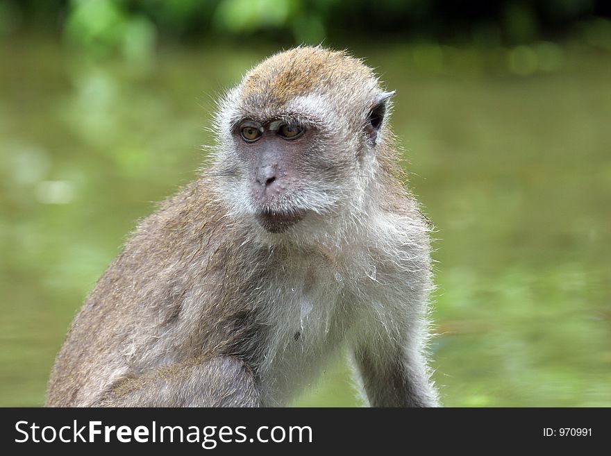 Portrait of wet monkey. Portrait of wet monkey