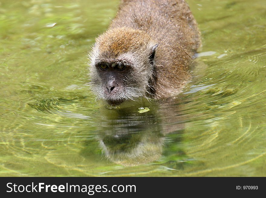 Portrait of monkey in lake