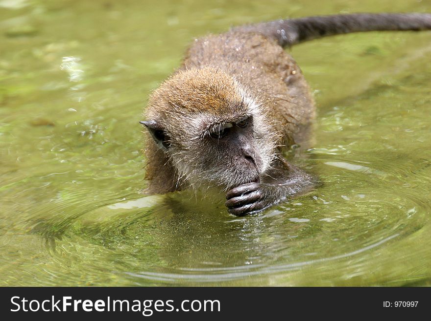 Portrait of monkey in lake