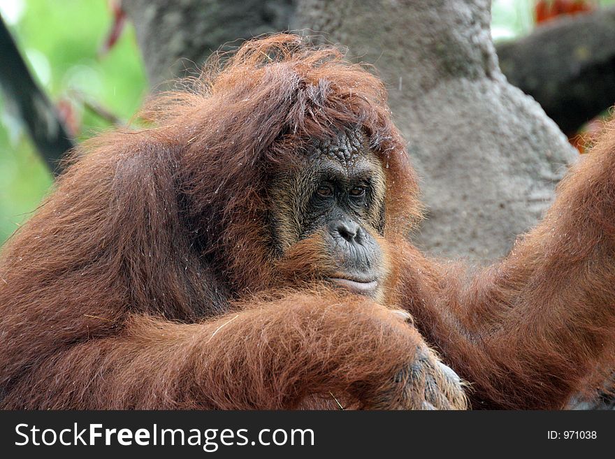 Portrait of orangutan sitting on a tree