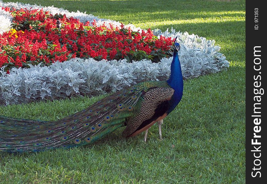 Peacock strutting in garden. Peacock strutting in garden