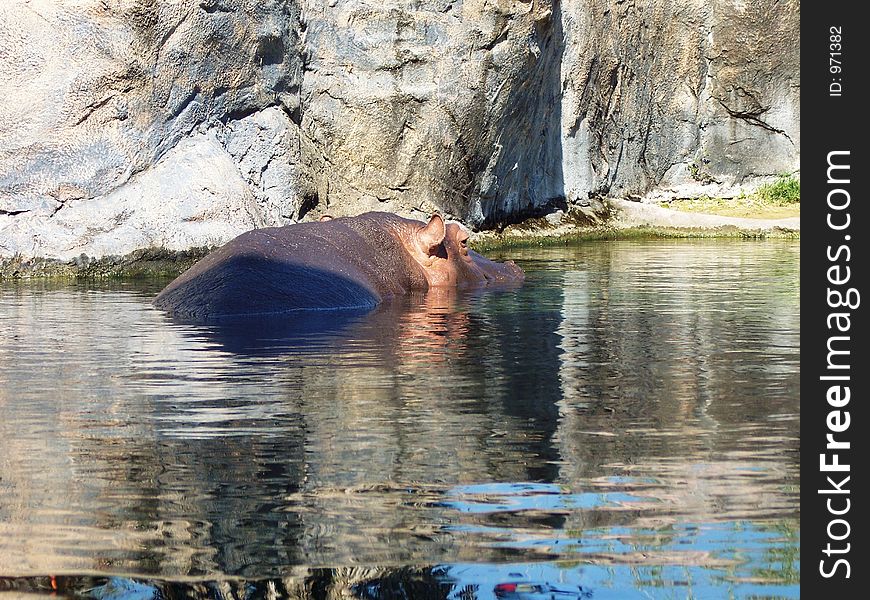 Hippo Swimming