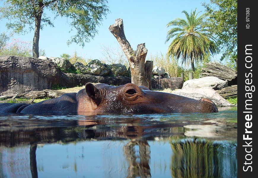 Hippopotumus Swimming in Water. Hippopotumus Swimming in Water