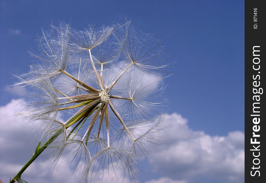 Big dandelion and clouds on the sky