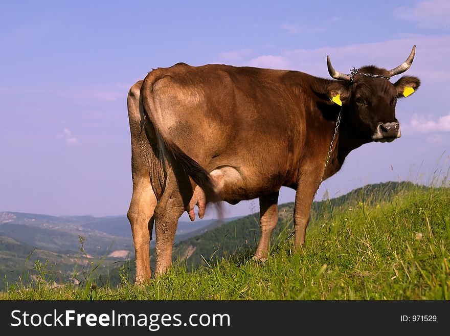 Red cow posing