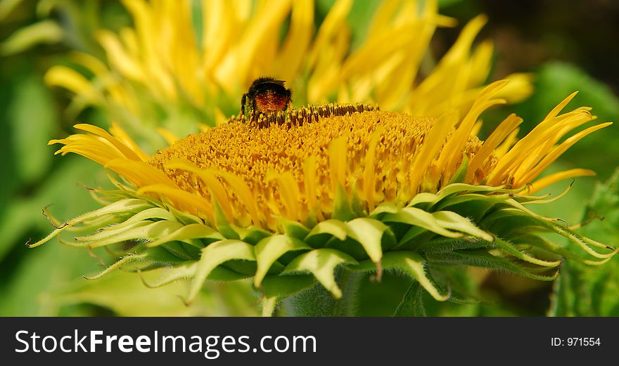 Sun flower with bumblebee. Sun flower with bumblebee