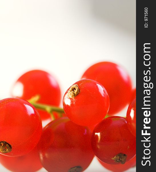 Red Currant Macro