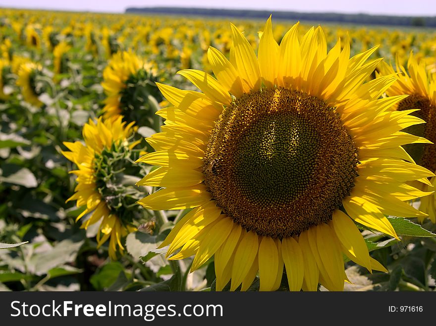 Bee on sunflower field. Bee on sunflower field