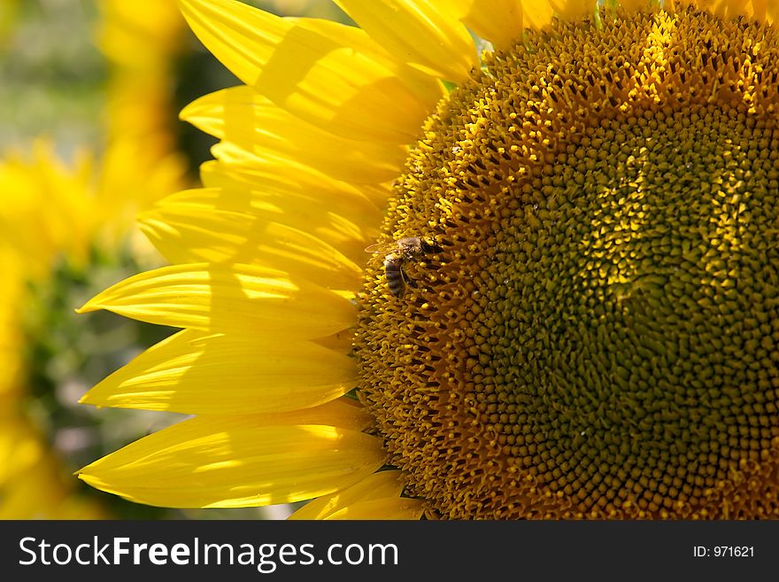 Sunflower with bee detail. Sunflower with bee detail