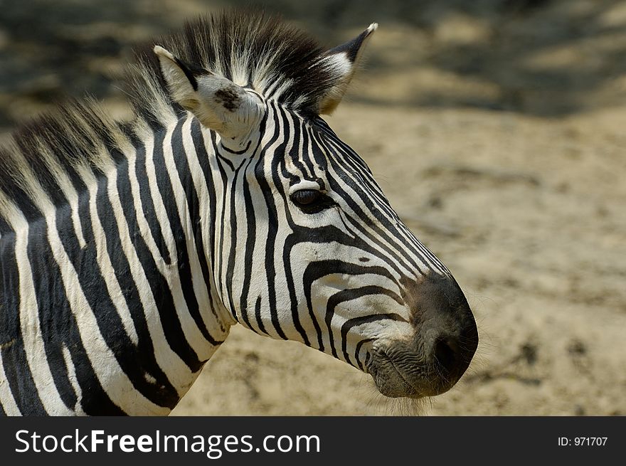 Zebra portrait