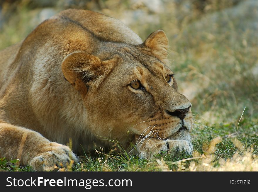 Lion having rest. Lion having rest