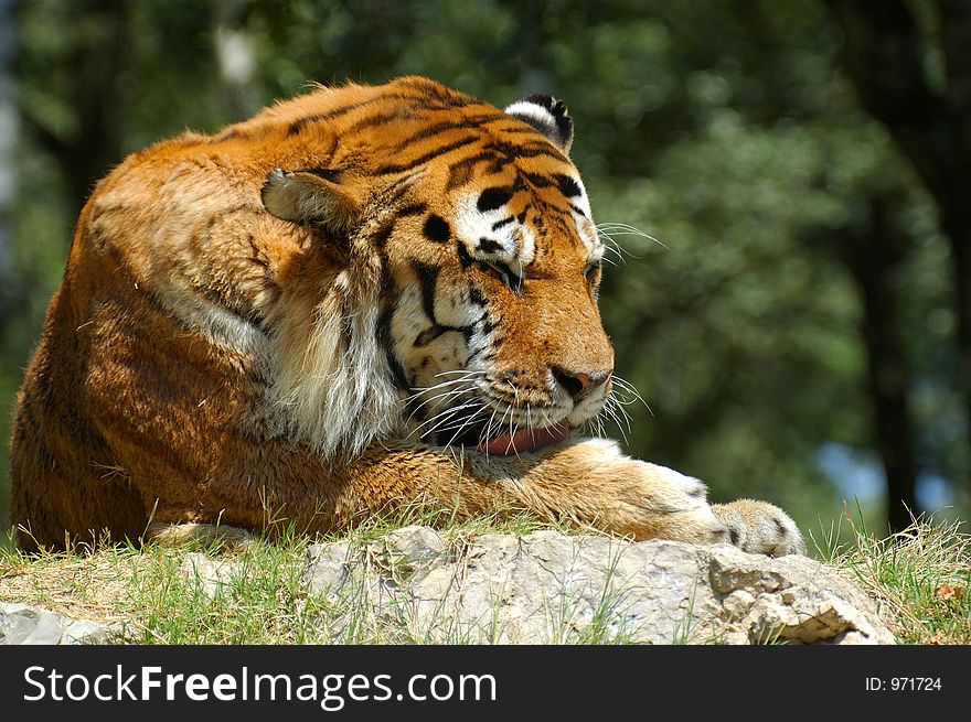 Tiger cleaning its paw. Tiger cleaning its paw