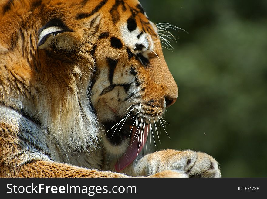 Tiger cleaning its paw. Tiger cleaning its paw