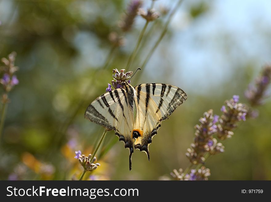 Buttefly on flower. Buttefly on flower