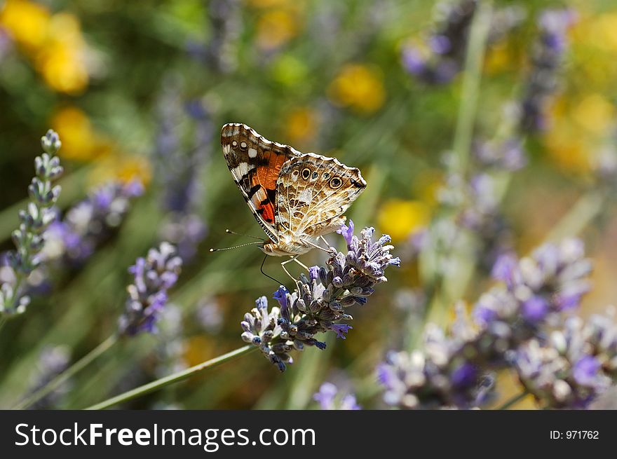 Butterfly on flowers