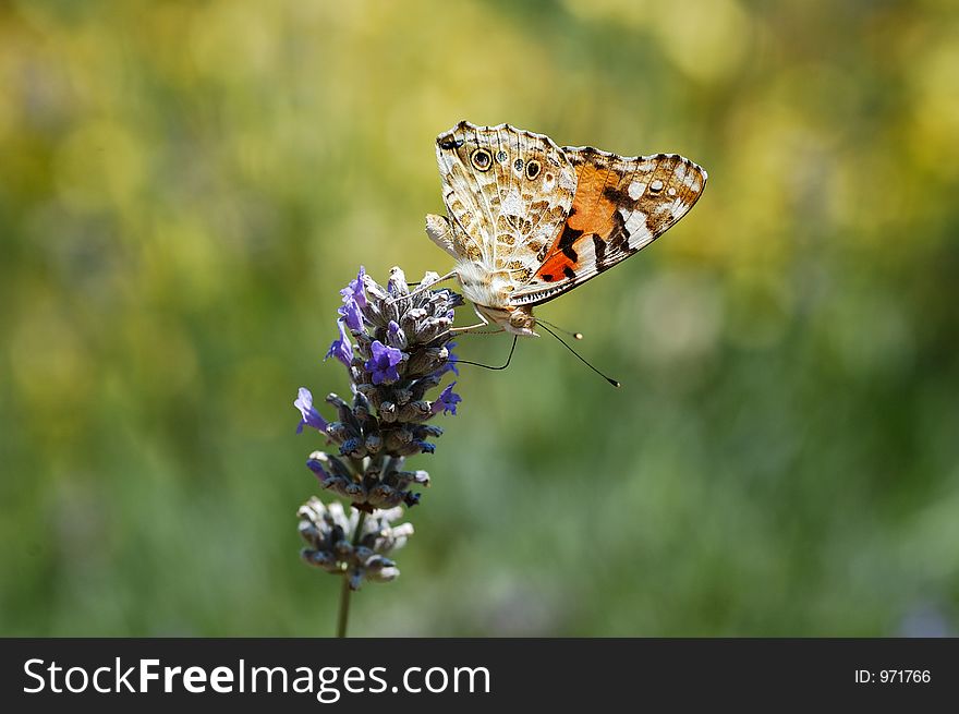 Buttefly on flower. Buttefly on flower