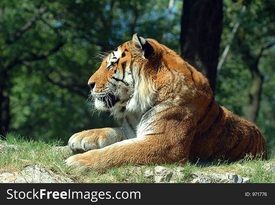 A siberian tiger resting