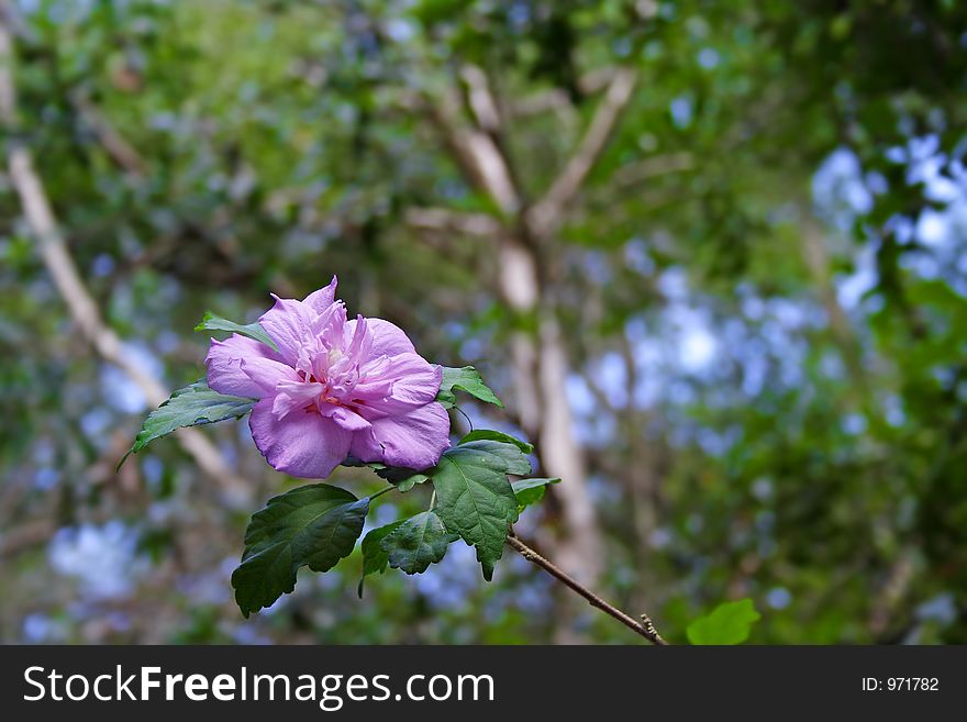 Blooming flower in soft morning light. Blooming flower in soft morning light