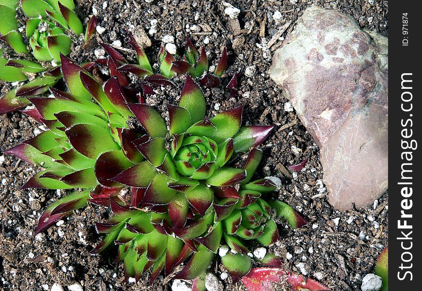 Succulents potted in gravel. Succulents potted in gravel