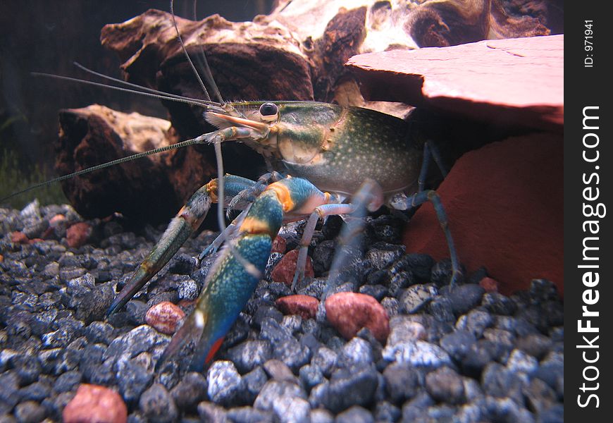 Blue Crayfish stepping out of its cave in search of food inside a 55 gallon aquarium.