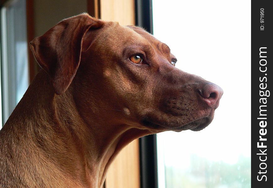 Our gracie, rhodesian ridgeback. Our gracie, rhodesian ridgeback