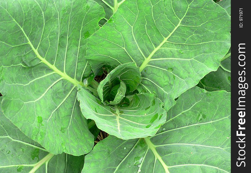 A fresh just-beginning-to head cabbage plant
