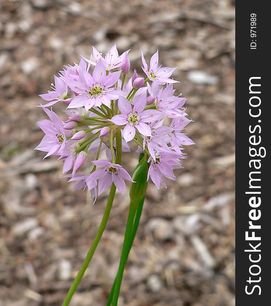 Allium flowers