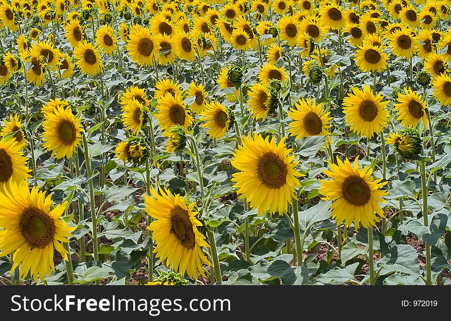 A rich sunflowers field