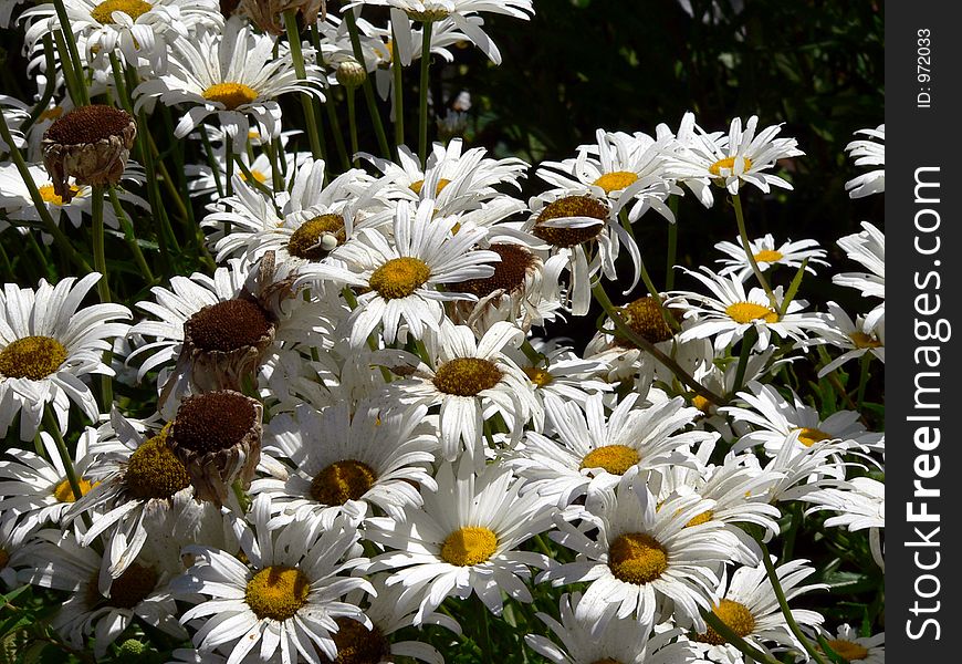 A clump of white garden daisies. A clump of white garden daisies