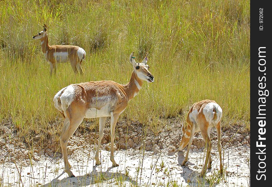 Female and two young Antelope