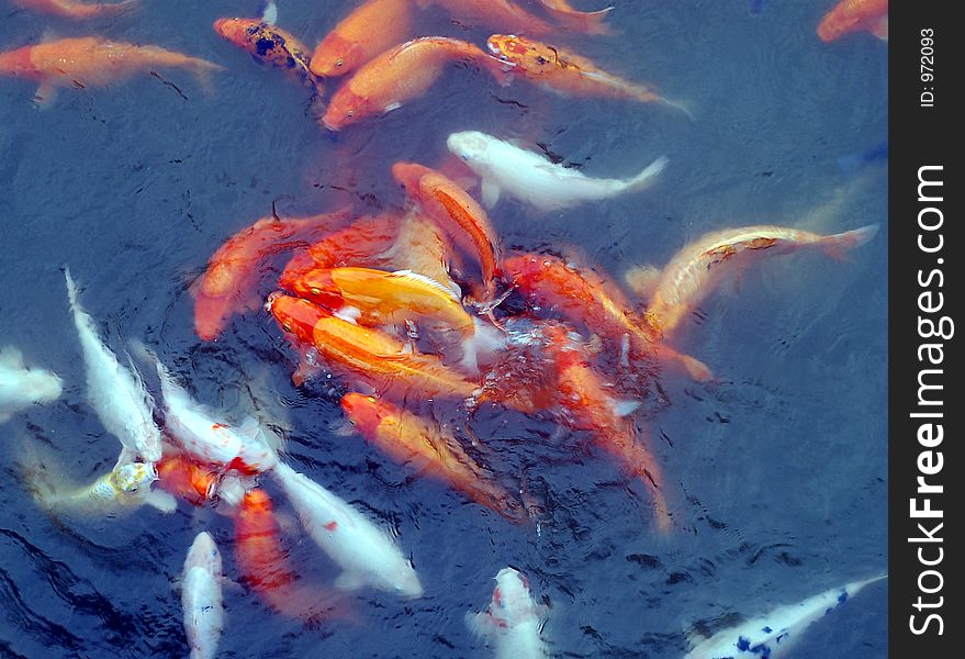 Carps feeding their dinner. Carps feeding their dinner