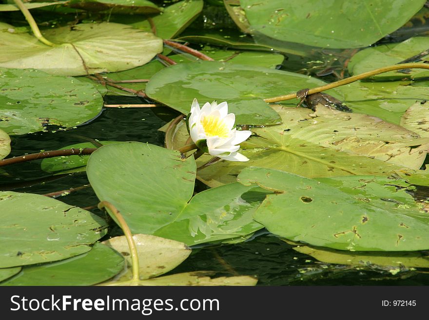 Delicate lotus in calm river. Delicate lotus in calm river
