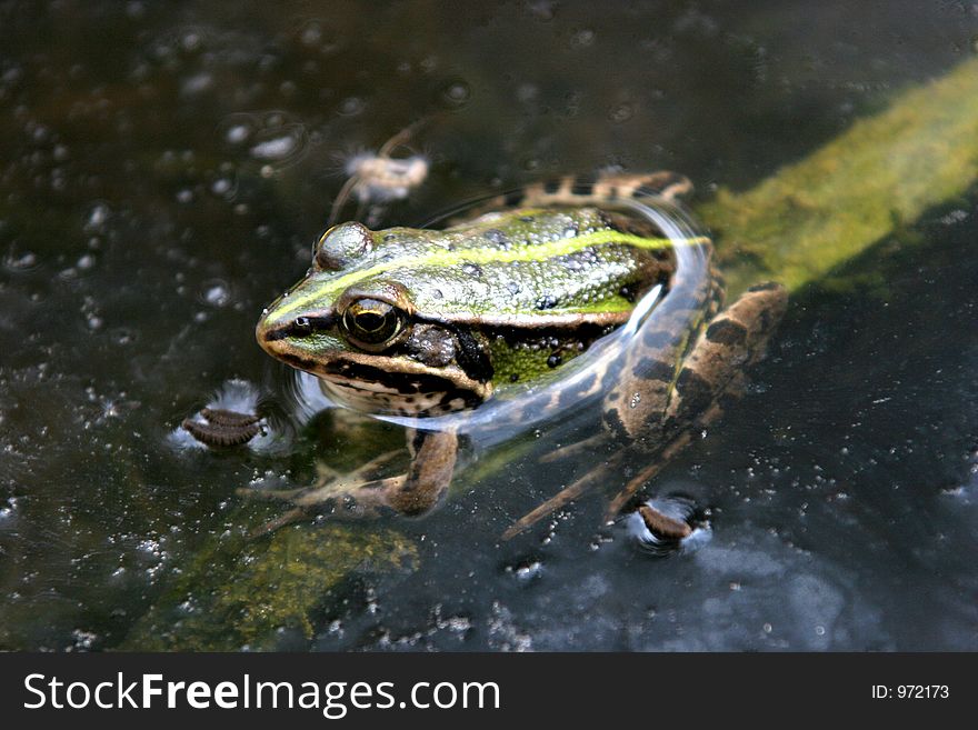 Frog in bog