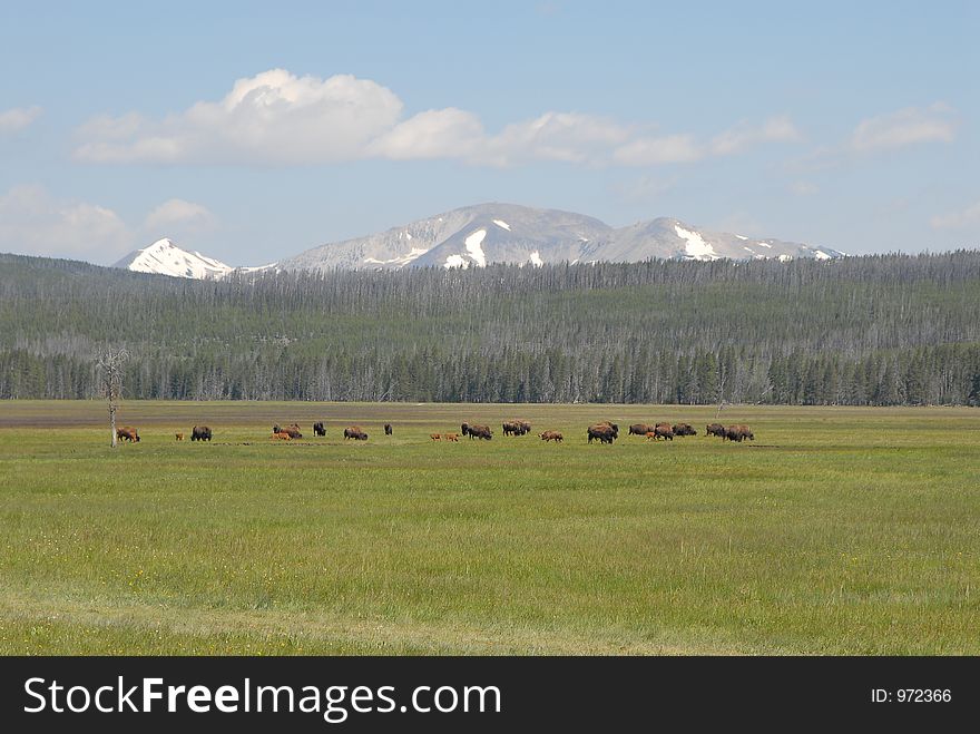 Yellowstone Bisons