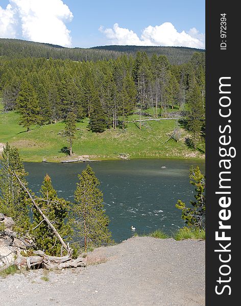 Yellowstone Lake with forests in the background, Stork in the lake, dead tree in the front. Yellowstone Lake with forests in the background, Stork in the lake, dead tree in the front