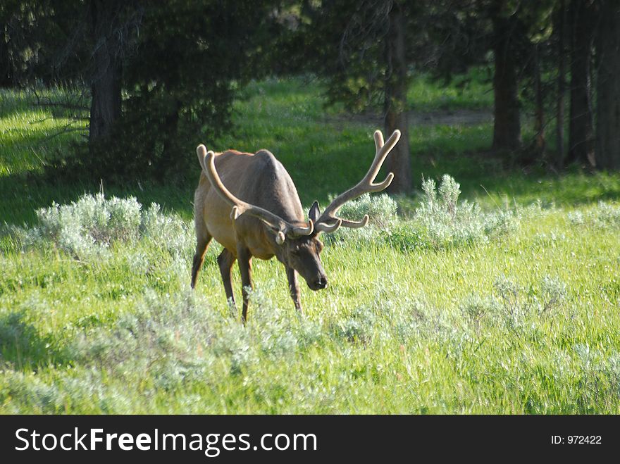 Mule Deer At Yellowstone National Park