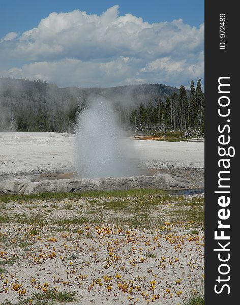 Sprouting Geyser Basin_Bacterial formation- Geyser - Steaming water