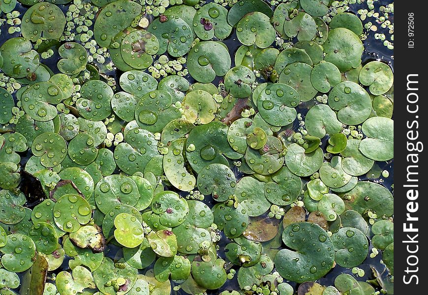 Floating Lily Pads in pond