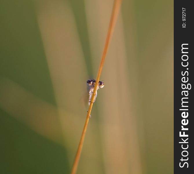 Damselfly from the front. Damselfly from the front