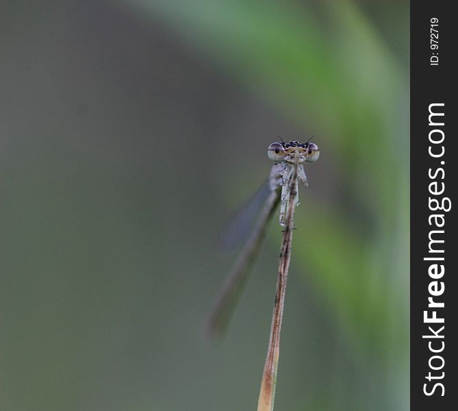 Damselfly from the front. Damselfly from the front