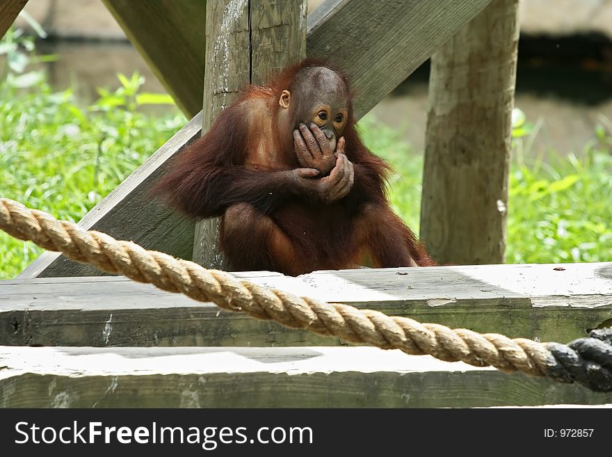 Baby or young orangutan sitting and eating