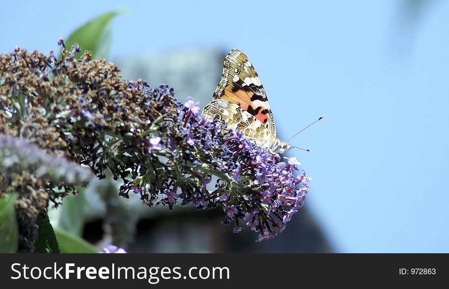 Butterfly settled for a few minutes