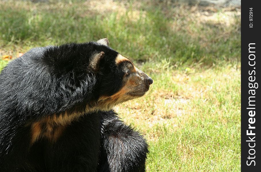 Spectacled Bear Looking Side