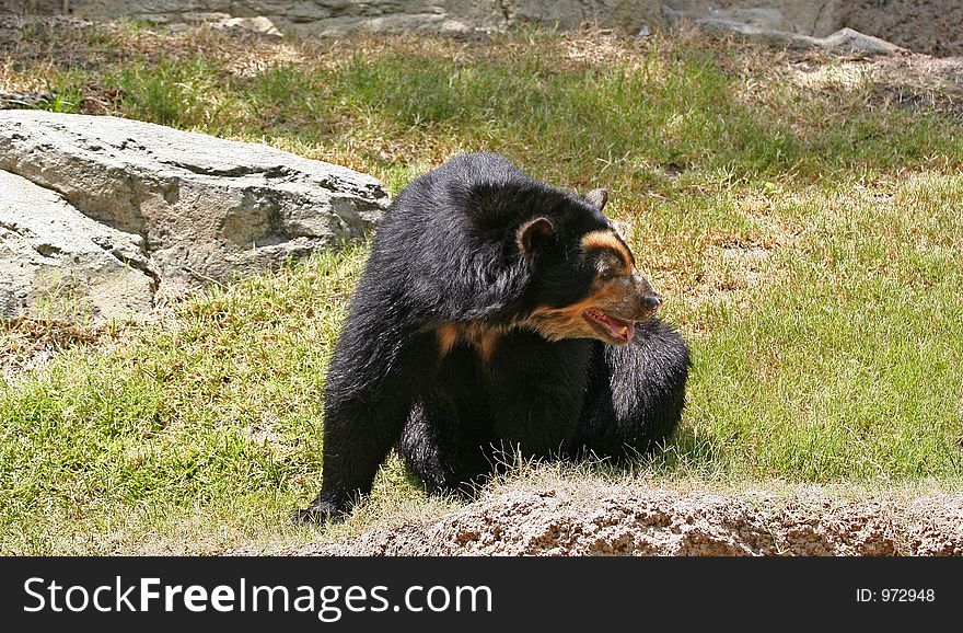 Spectacled Bear Resting