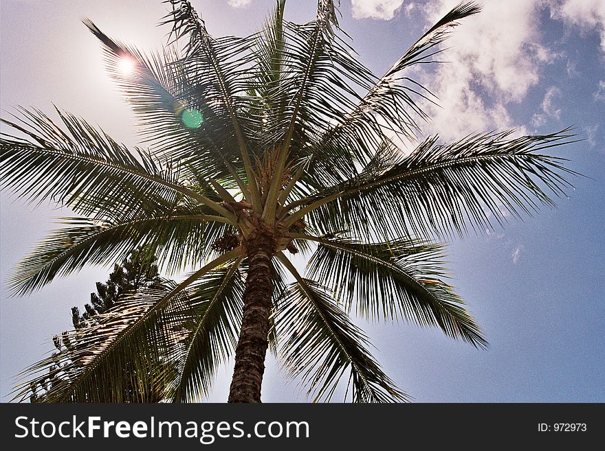 Maui palm. Maui palm