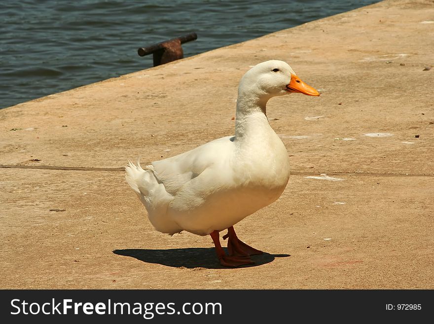 White Duck By The Dock