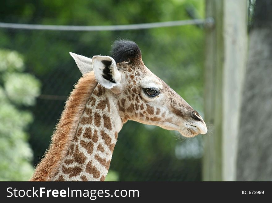 Young giraffe close up