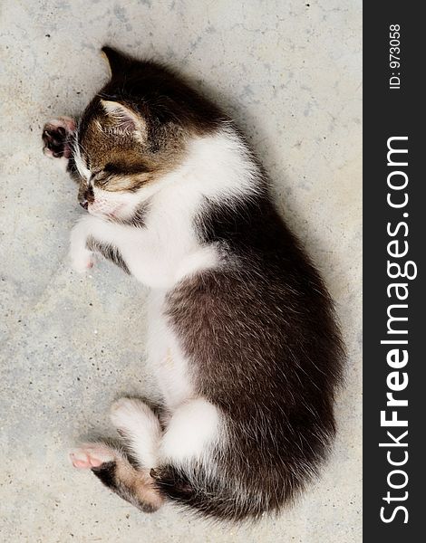 Brown and white kitten with pinkish belly curled up, sleeping on off-white floor. Top view. Brown and white kitten with pinkish belly curled up, sleeping on off-white floor. Top view.